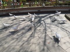 -南宫五洲植物乐园