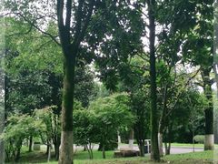 -铁山坪森林公园
