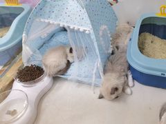 -糯米喵星人总部直营旗舰店·猫舍·幼猫出售