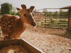 -安德鲁户外烧烤帐篷营地(马泉营店)