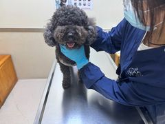 -爱妮康宠物医院·干细胞免疫细胞·肿瘤·心脏(张江店)