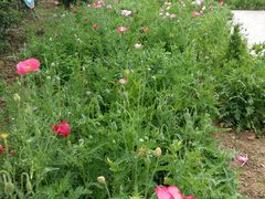 -武汉紫薇都市田园