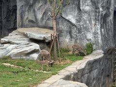 -武汉动物园