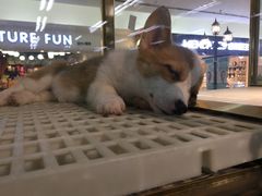 -乐宠宠物店(世纪金源店)