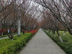-高东镇樱花园