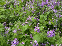 -合肥滨湖国家森林公园