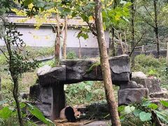 -中国大熊猫保护研究中心雅安碧峰峡基地