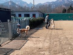 -趣玩宠物乐园寄养训犬训狗游泳池