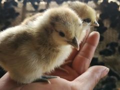 -大清花饺子城(昌黎店)