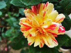 -鹅湖玫瑰文化园