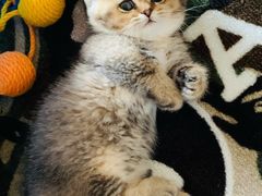 -momokira米努特·德文卷毛猫·棉花面纱犬