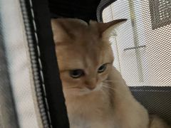 -御宝贝·A梦猫科宠物医院(国际猫友好医院)