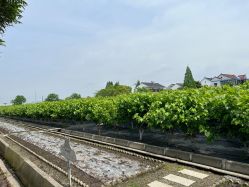 -太湖雪蚕桑文化园