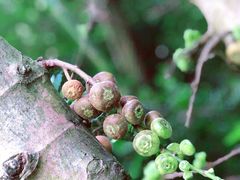 -羚羊峡古栈道森林公园