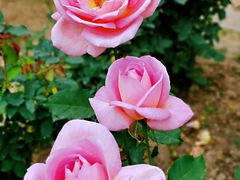 -人民公园(罗湖区)