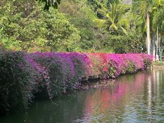 -西双版纳原始森林公园