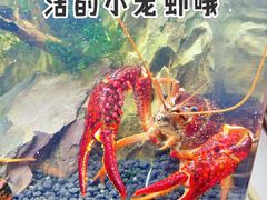 -虎虎龙虾大排档(双井店)