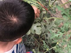 -庞各庄西瓜蔬菜采摘园·锦华瓜园