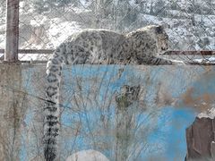 -青藏高原野生动物园
