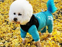 -乐琪宠物(青塔西路店)