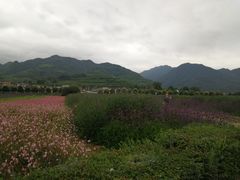 -曲江薰衣草庄园