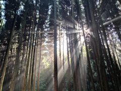 -武陵山森林公园