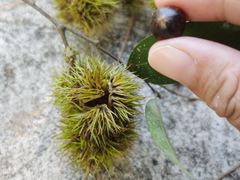 -南宁良凤江国家森林公园