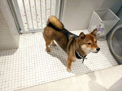 -柴务处·柴犬主题狗咖