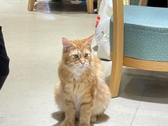 -藏猫猫咖啡主题馆(中央大道店)