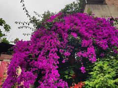 -陈有良尖椒鸡(江津总店)