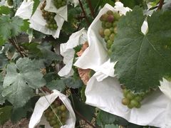 -马陆小张葡萄园农家乐