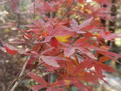-东天目山风景区