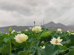 -异龙湖万亩荷花园