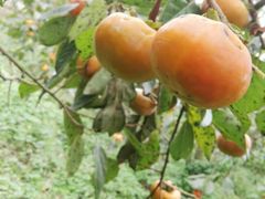 -武汉世外桃源农庄