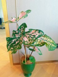 -慢脚印孕产中心(园区国金店)