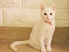 -猫咖时代(中山亭店)