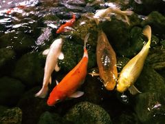 -山有花啡餐厅(常营总店)