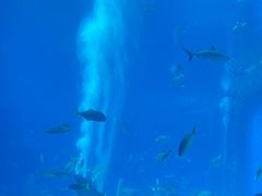 -亚特兰蒂斯•OSSIANO奥西亚诺海底餐厅