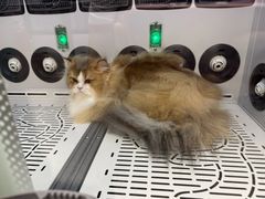 -FAELING PETS美天灵宠物(富力广场店)