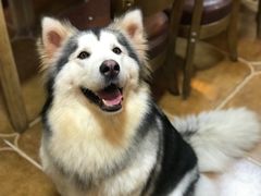 -李小姐の猫咖啡馆(五角场店)