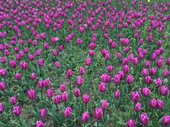 -大宁郁金香公园-停车场