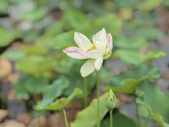 -木塔寺遗址生态公园