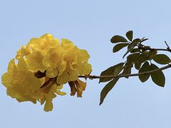 -洲头咀公园