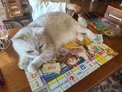 -猫猫幼稚园·撸猫·桌游·电玩