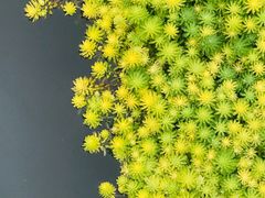 -桤木河湿地公园