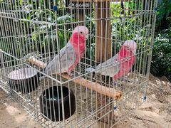 -南宫五洲植物乐园