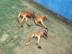 -西霞口神雕山野生动物世界