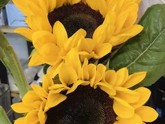 -ChaKo Flora ·茶子花艺 (市北店)