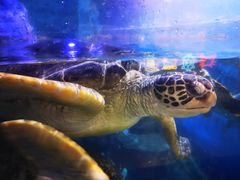 -烟台海昌鲸鲨海洋公园