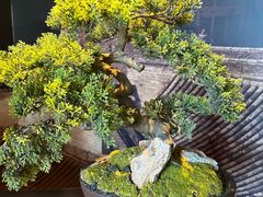 -杏花堂晋商私房菜(华熙五棵松店)
